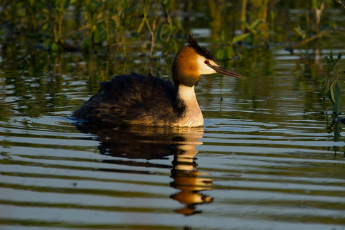 Great Crested Grebe 2023-05-21_02