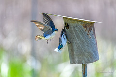 Hirondelle Bicolore  -  Tree Swallow