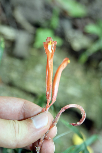 Pitcairnia punicea (Bromeliaceae)