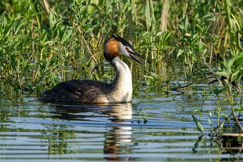 Great Crested Grebe 2023-05-21_03