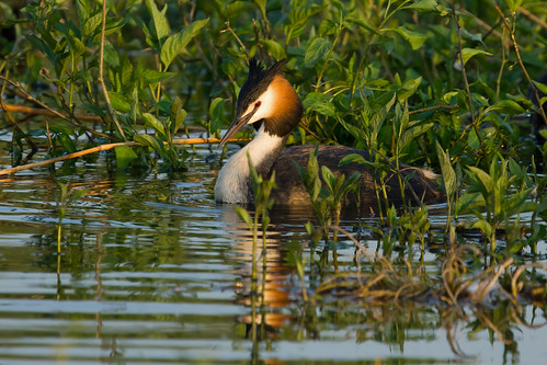 Great Crested Grebe 2023-05-21_01