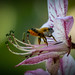 Biene landet auf Diptam - Bee lands on diptam