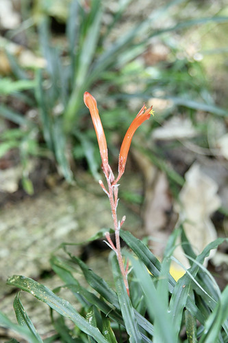 Pitcairnia punicea (Bromeliaceae)