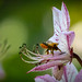 Biene landet auf Diptam - Bee lands on diptam