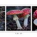 Fly Agaric Sequence