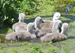 Cygnets testing the water - Parley Duck Pond.