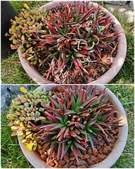 Before and after photos of this Aloe and Carruanthus peersii pot. It had so much dried Crape Myrtle leaves on it including between the leaves. It was kinda a zen moment just sitting and cleaning it up while the bird chirped around me. #aloe #succulents #s