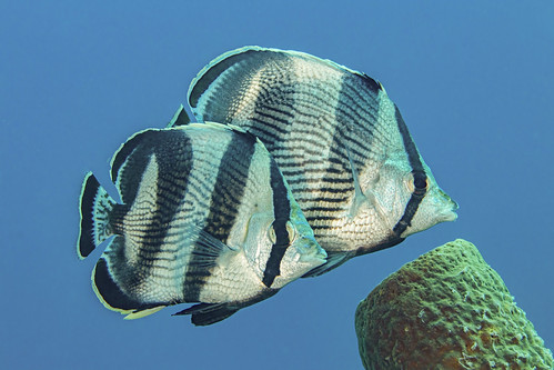butterflyfish3May11-23