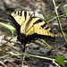 Tiger Swallowtail Butterfly, Cottonwood Creek South, Allen, Texas, May 29, 2023