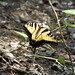 Tiger Swallowtail Butterfly, Cottonwood Creek South, Allen, Texas, May 29, 2023