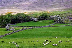 A sheep farm at the foot of the mountains