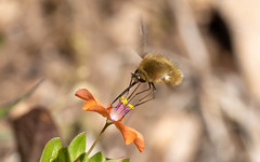Western bee-fly on scarlet pimpernel