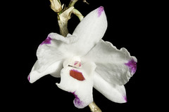Dendrobium annae 'Charlotte' J.J.Sm., Orch. Java: 354 (1905).