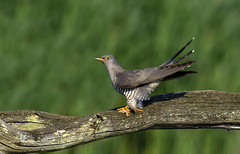 Common Cuckoo  -  Coucou gris