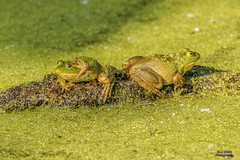 Bullfrogs #4 - 2020-06-20. [Explored 2023-06-01]