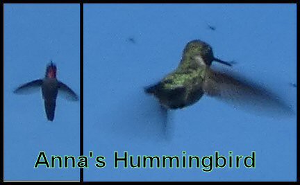xb672 Hummingbird