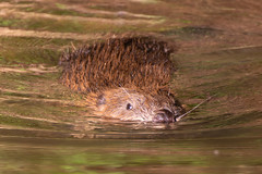 Eurasian Beaver - Castor fiber