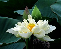 White Lotus? (IMG_4195ed)