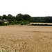 hot weather cornfield country near Bramdean 4