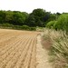 hot weather cornfield country near Bramdean 1