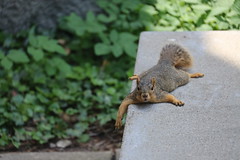 Fox Squirrels in Ann Arbor at the University of Michigan on May 31st, 2023 151/2023 354/P365Year15 5467/P365all-time – (May 31, 2023)