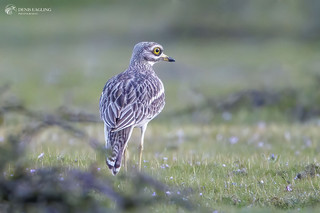 Stone- curlew