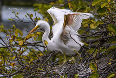 Juvenile great egret stretch wings