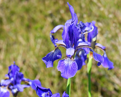 Siberian iris, Iris sibirica, Strandiris