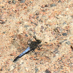 Black-tailed skimmer (m), Orthetrum cancellatum, Större sjötrollslända