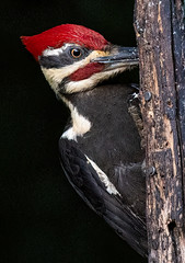 Pileated Woodpecker in the Evening (in Explore)