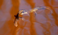 Newt Hoping to Mate