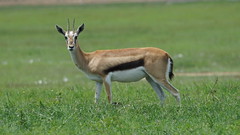 Thomson's gazelle - Soyasambu Conservancy - Kenya
