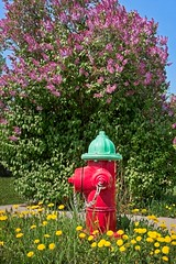 Hydrant Spring Flowers 7403 A