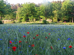 A blue sea of cornflowers with red touches of poppies 2