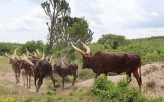 Ankole cattle, Uganda