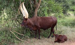 Holy cow! Ankole cattle, Uganda