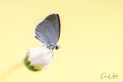 Small blue; Cupido minimus