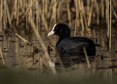 Coot in the reeds (Sothöna) (Explore)