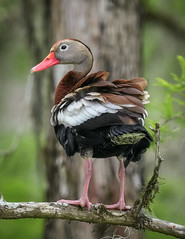 Whistling-Duck