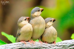 Java Sparrow (Juvenile) / Padda oryzivora / 爪哇禾雀 (又名
