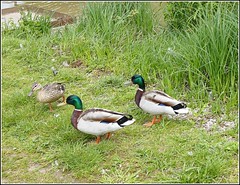 Three Mallard Ducks ...