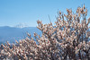 plum blossom and Mt. Fuji