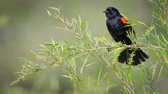 Wary Eye of a Red-Winged Blackbird