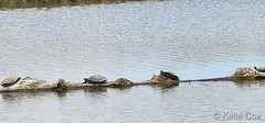 June 6, 2023 - Cool turtles hanging out in Thornton.  (Katie Cox)