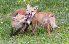 Red Fox Kits Playing