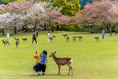 Selfie avec un daim de Nara (CERF Sika - Cervus Nippon -  Sika Deer)