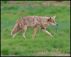 June 3, 2023 - Coyote on the prowl. (Bill Hutchinson)