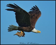 June 6, 2023 - Bald eagle makes off with its lunch. (Bill Hutchinson)