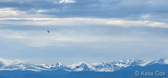 June 8, 2023 - Balloons dot the horizon in front of the mountains. (Katie Cox)