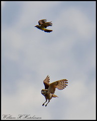 June 3, 2023 - Kingbird and burrowing owl in flight. (Bill Hutchinson)
